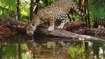 Cockscomb Basin wildlife Sanctuary & Jaguar Preserve
